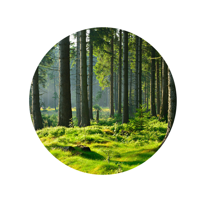 HABITARMOS PAVIMENTOS EM MADEIRA